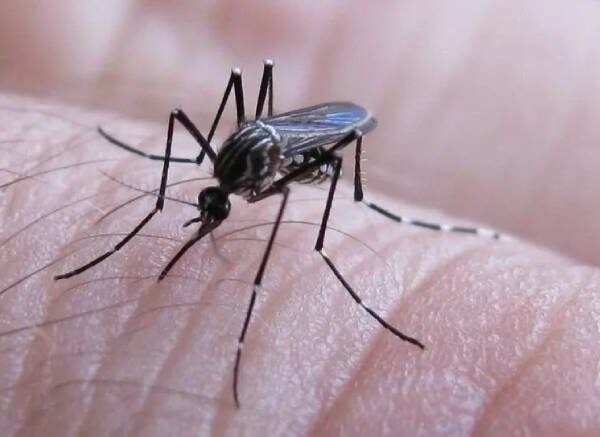 El Ministerio de Salud informó que continúa en descenso los contagios por dengue