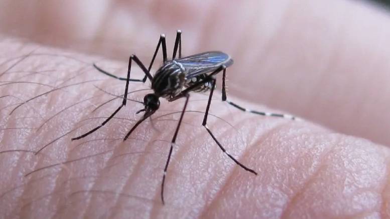 En este momento estás viendo El Ministerio de Salud informó que continúa en descenso los contagios por dengue